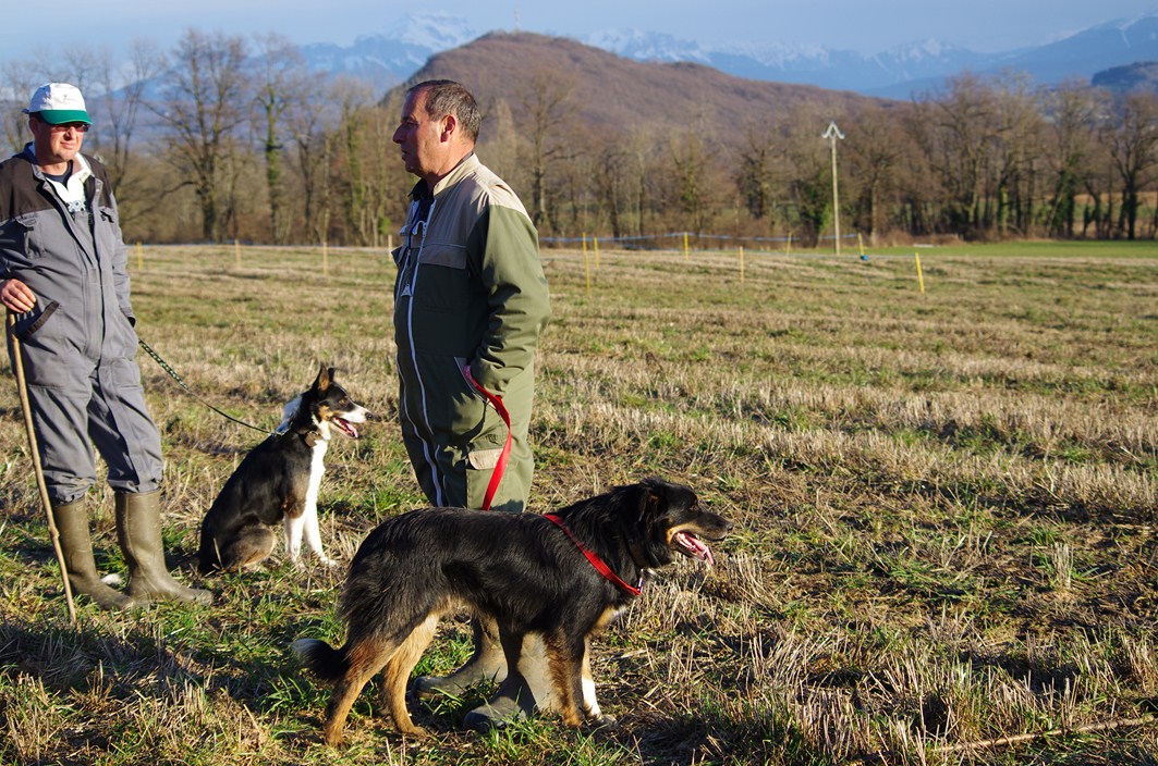 2015  - JOCK 12 mois - Travail sur bovins 